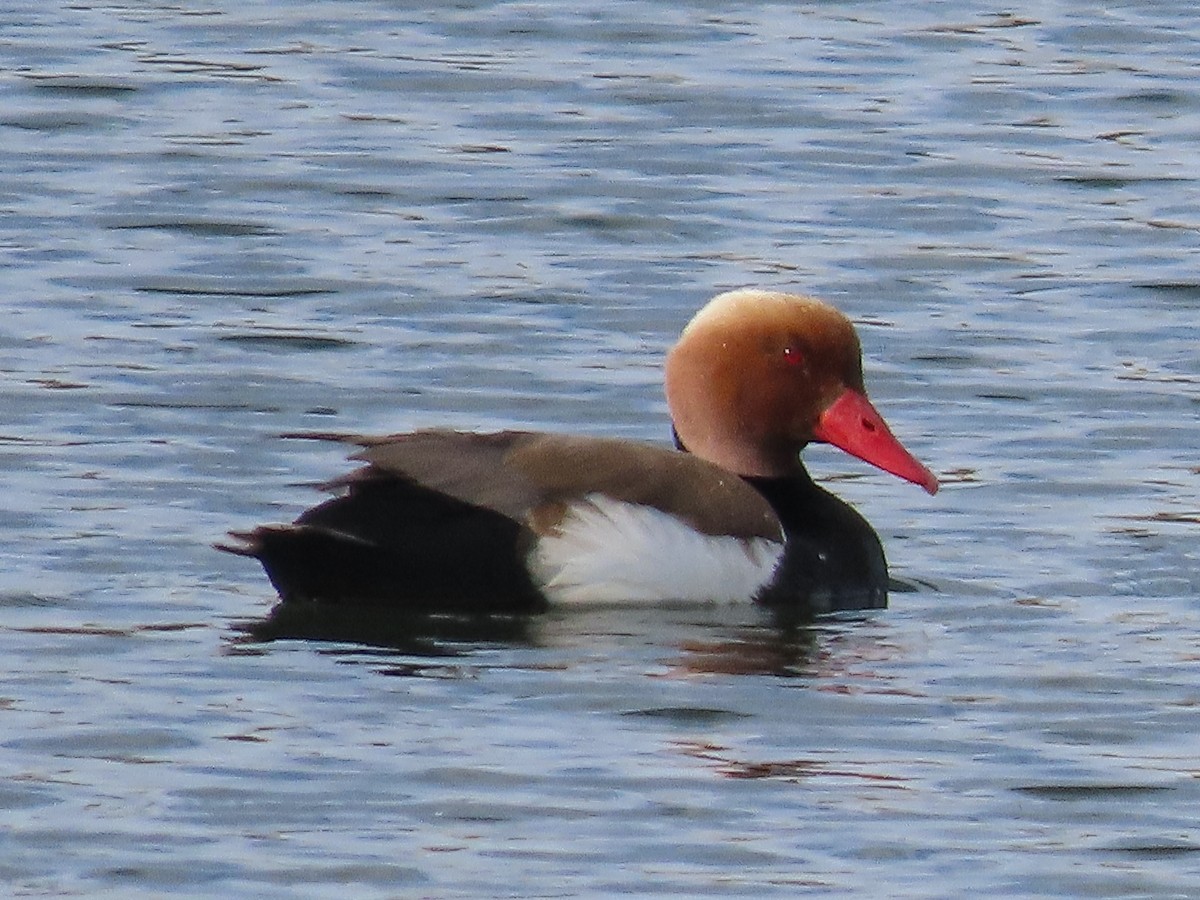 Red-crested Pochard - Paco Torralba