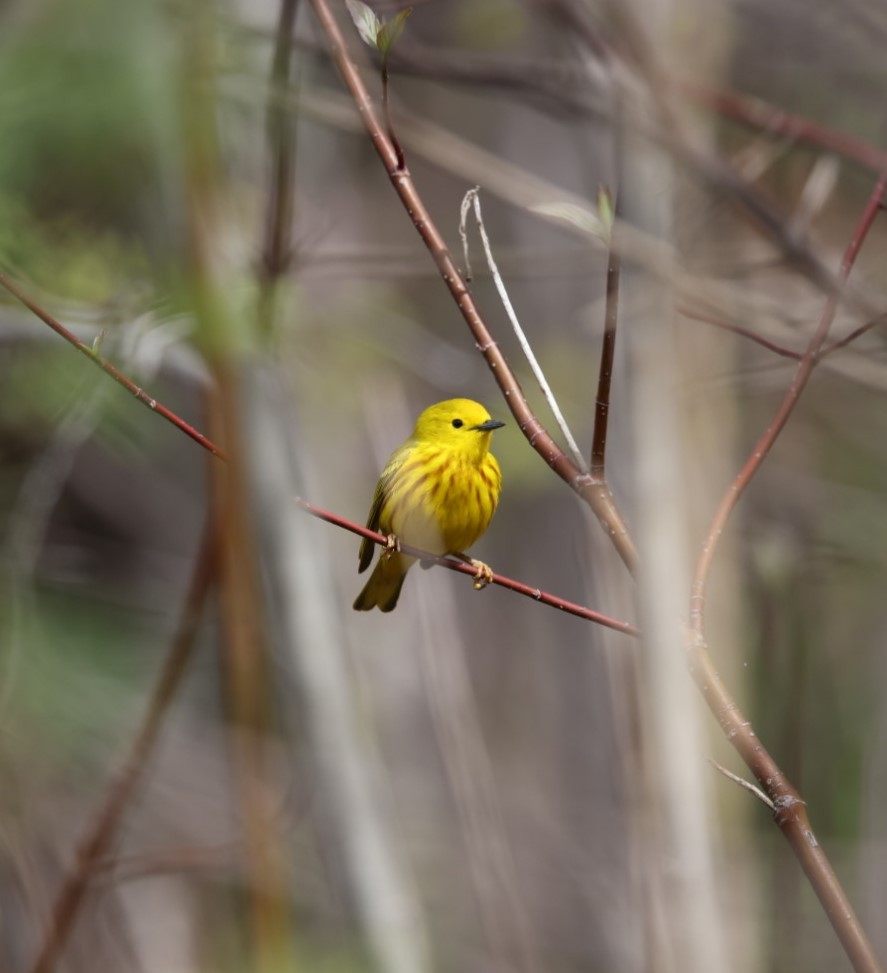 Yellow Warbler - Yves Lajoie