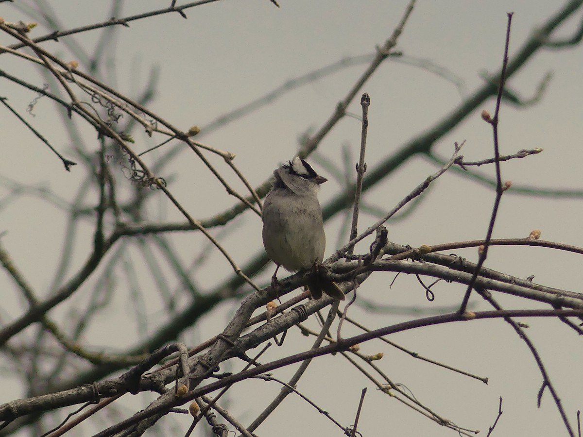 White-crowned Sparrow - André Labelle