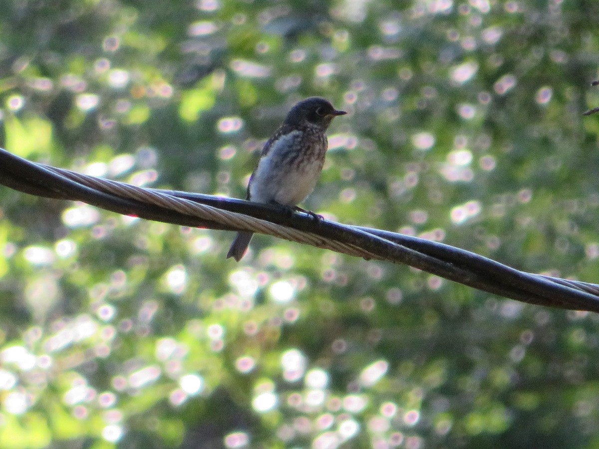 Eastern Bluebird - Claudia Amsler