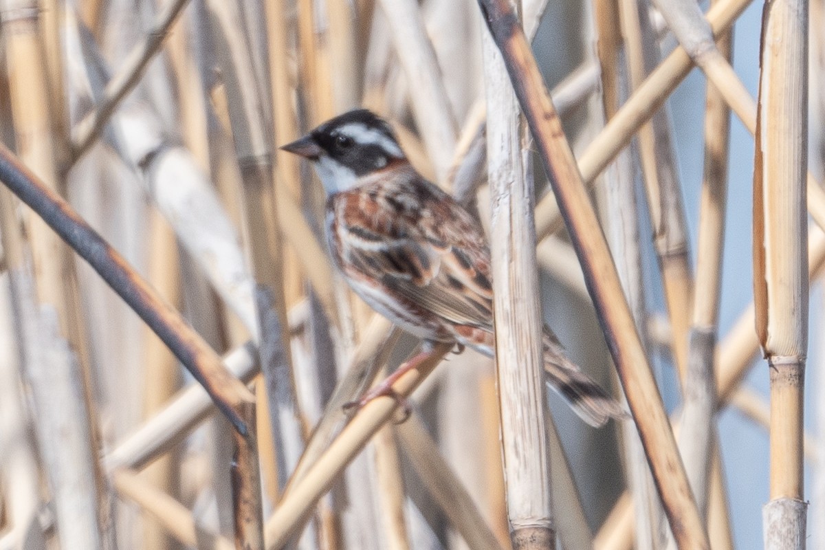 Rustic Bunting - ML618681877