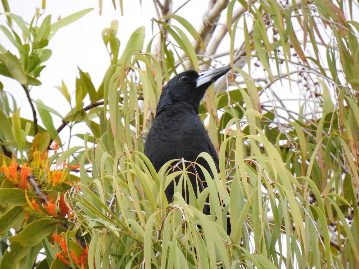 Black Butcherbird - ML618681953