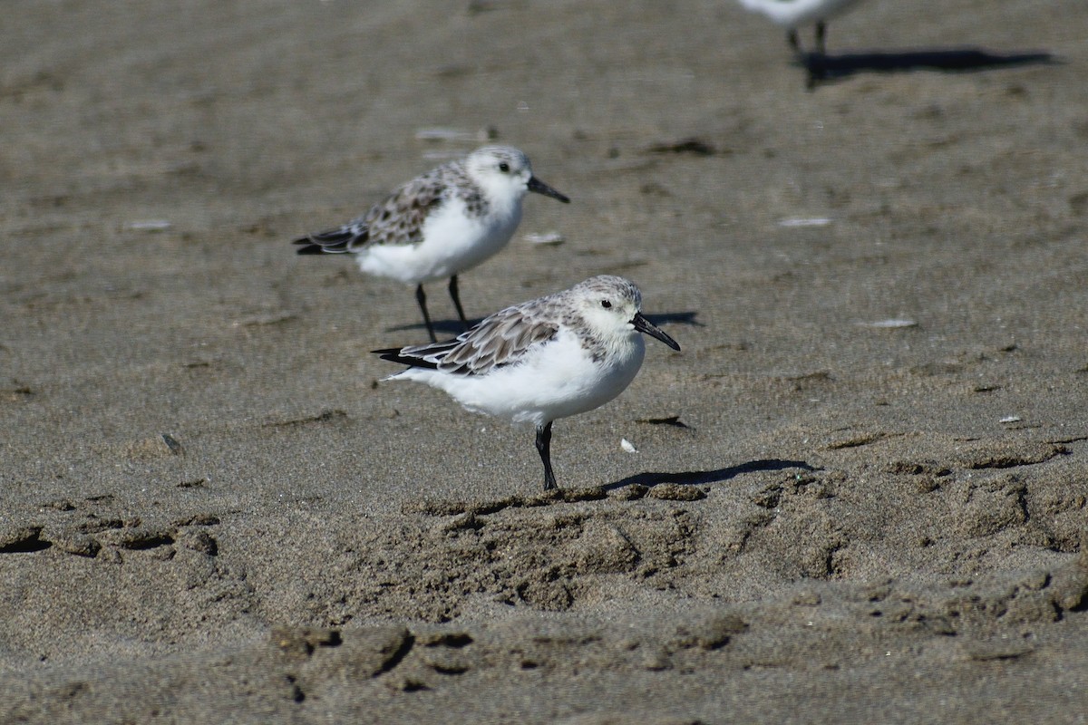 Black-bellied Plover - ML618681965