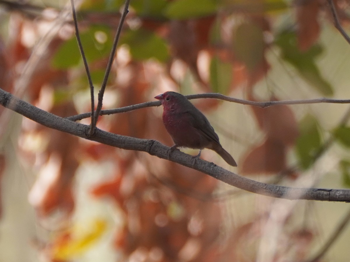 Bar-breasted Firefinch - ML618681967