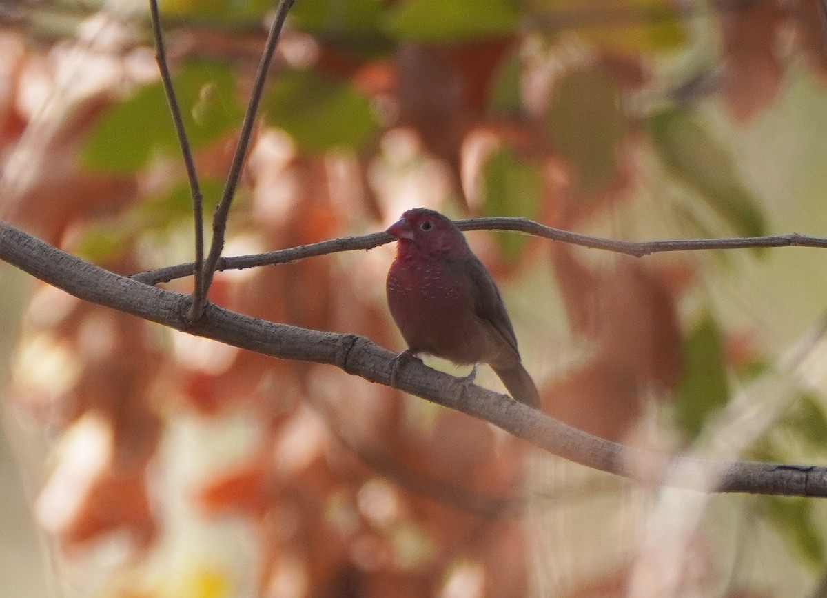 Bar-breasted Firefinch - ML618681968