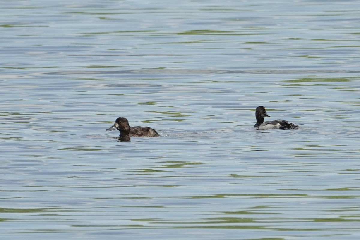 Greater/Lesser Scaup - gretchen buxton