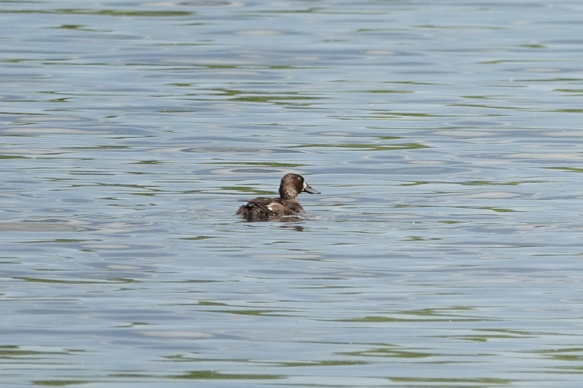 Greater/Lesser Scaup - gretchen buxton