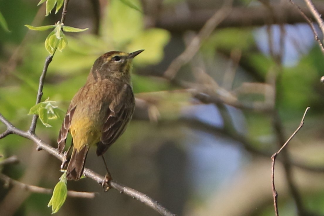 Palm Warbler - ML618681978