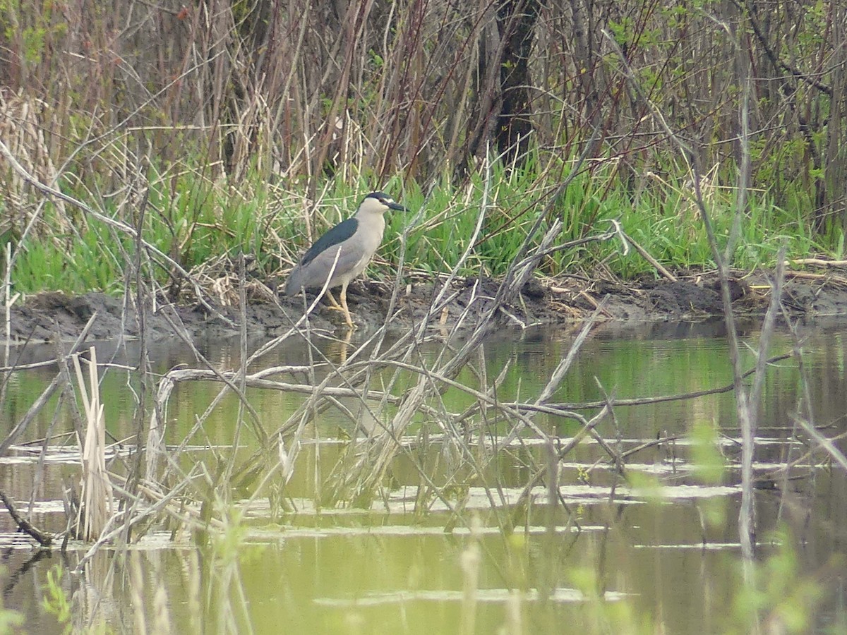 Black-crowned Night Heron - ML618681981