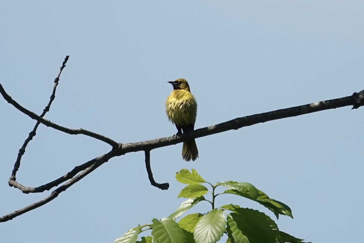 Orchard Oriole - gretchen buxton