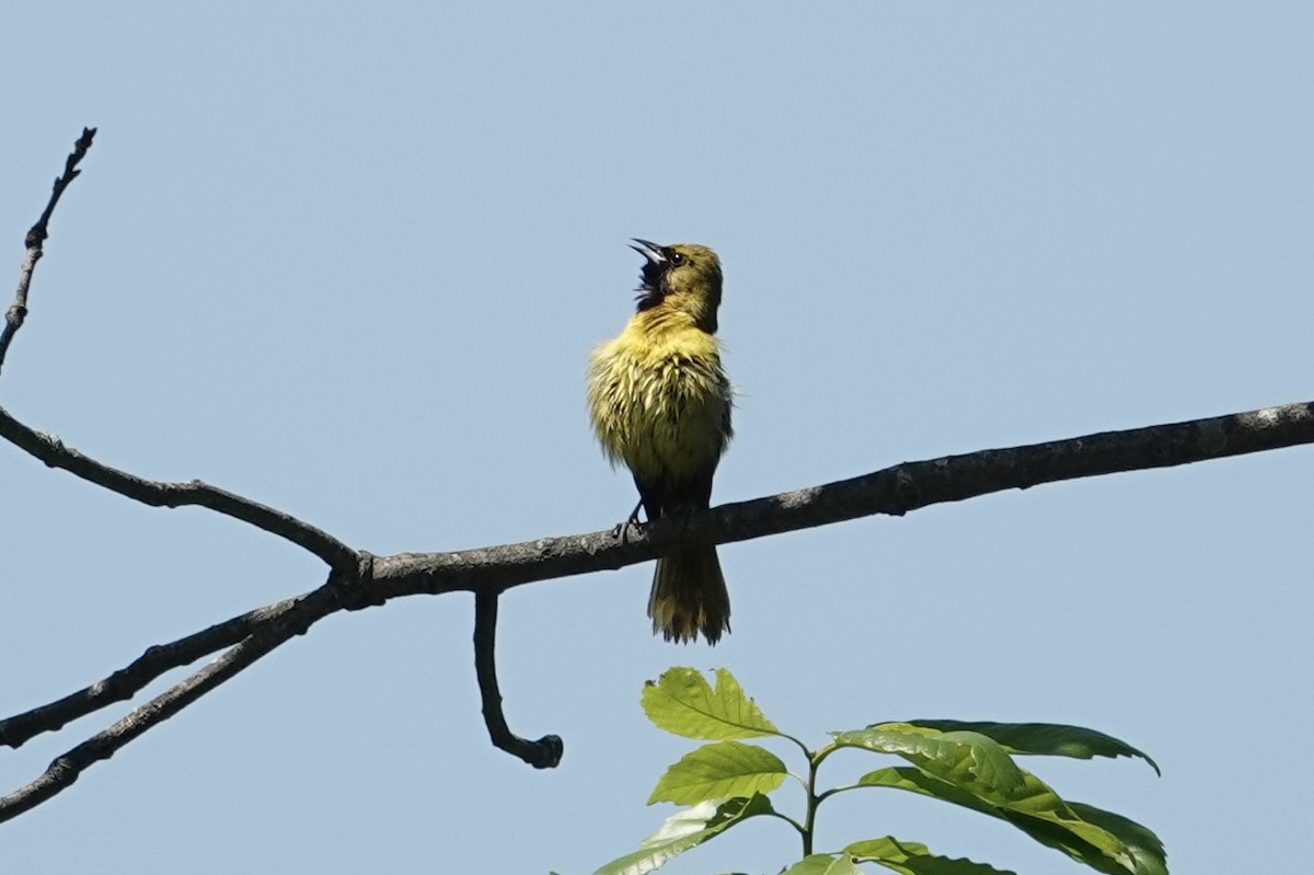 Orchard Oriole - gretchen buxton