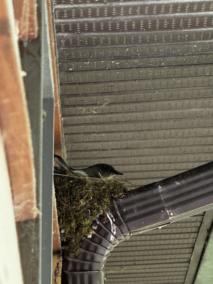 Eastern Phoebe - ML618682011