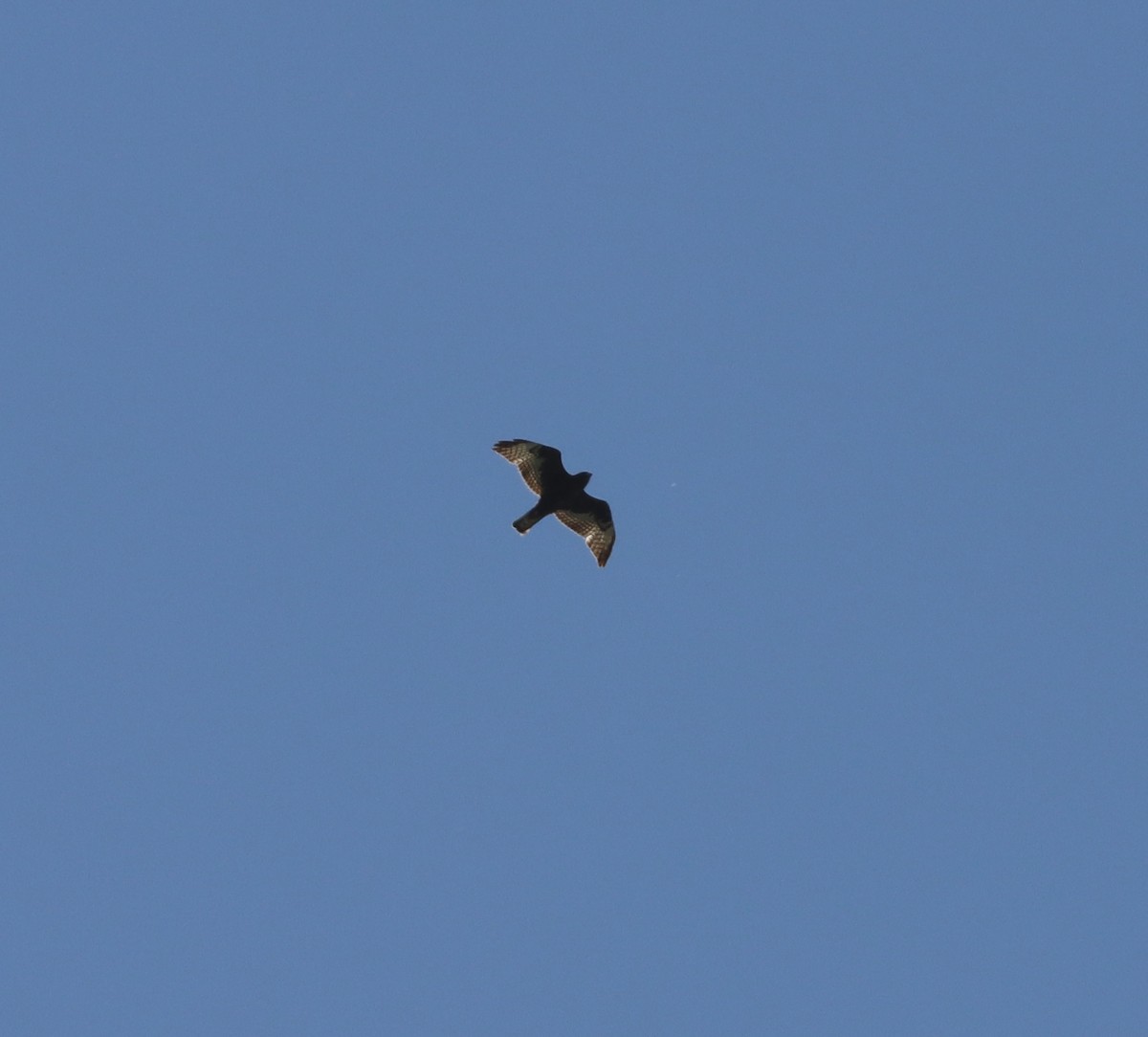 Broad-winged Hawk - John Facchini