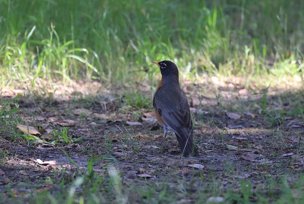 American Robin - Jeerapa Sookgaew