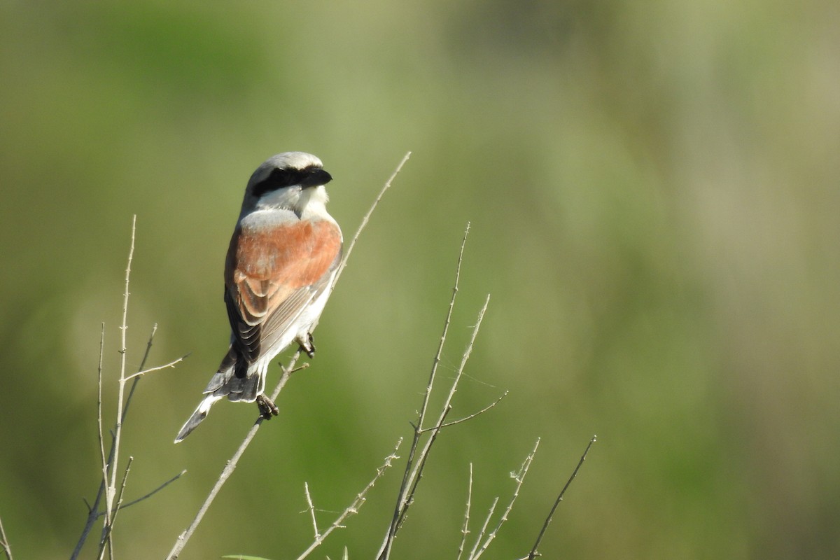 Red-backed Shrike - Peter Hines