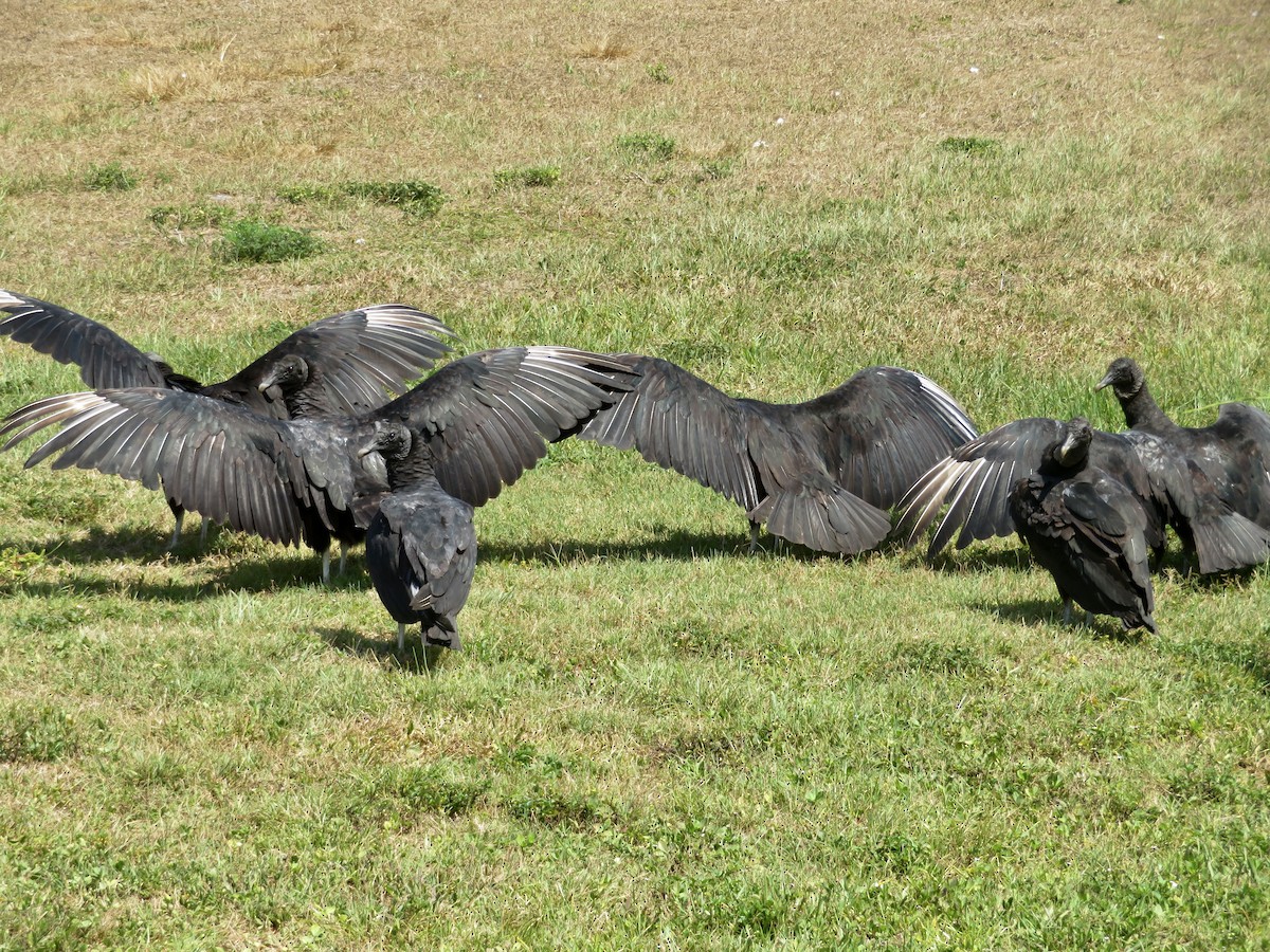 Black Vulture - karl  schmidt