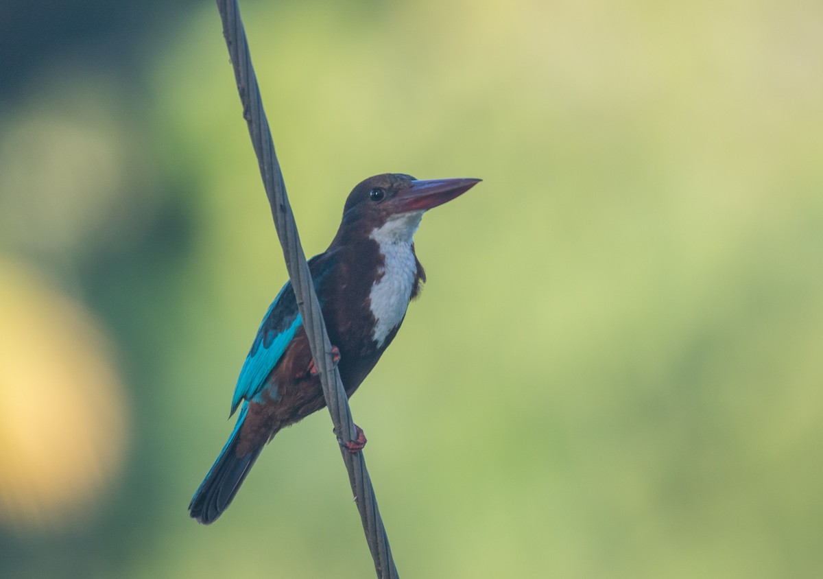 White-throated Kingfisher - ML61868211