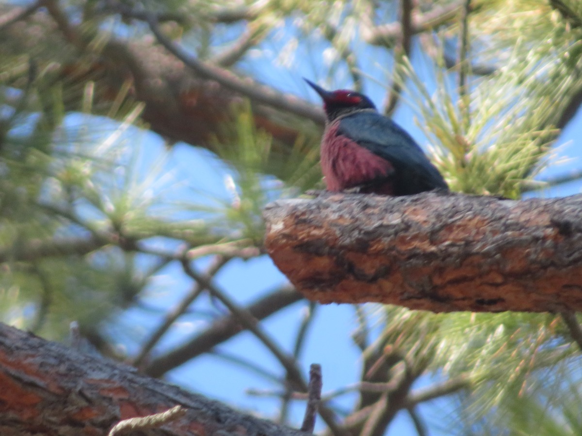 Lewis's Woodpecker - Claire Weiser