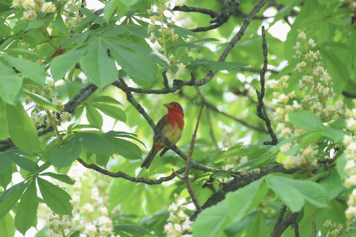 Summer Tanager - E R