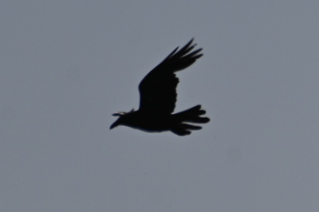 Common Raven - ML618682163