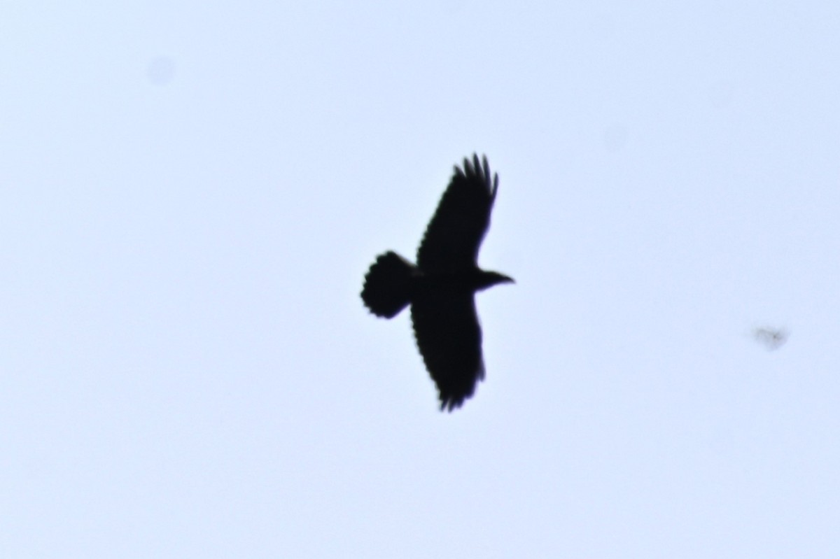 Common Raven - ML618682164