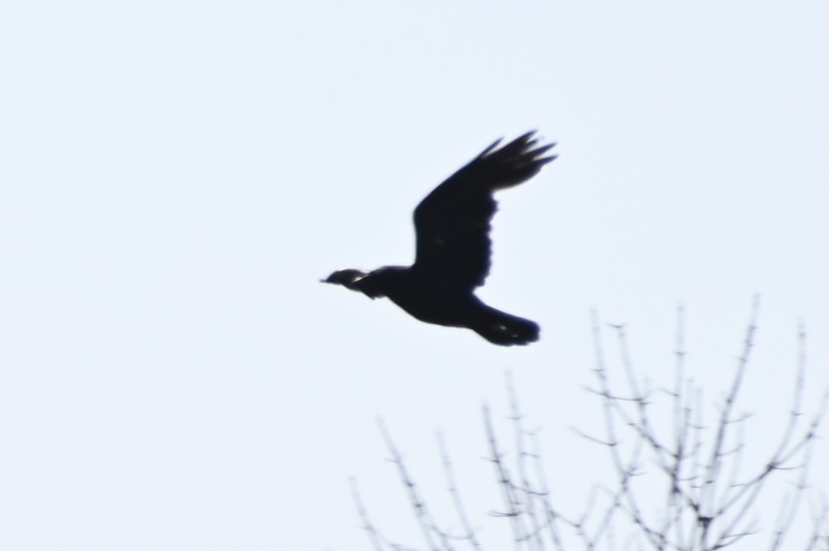 Common Raven - ML618682166