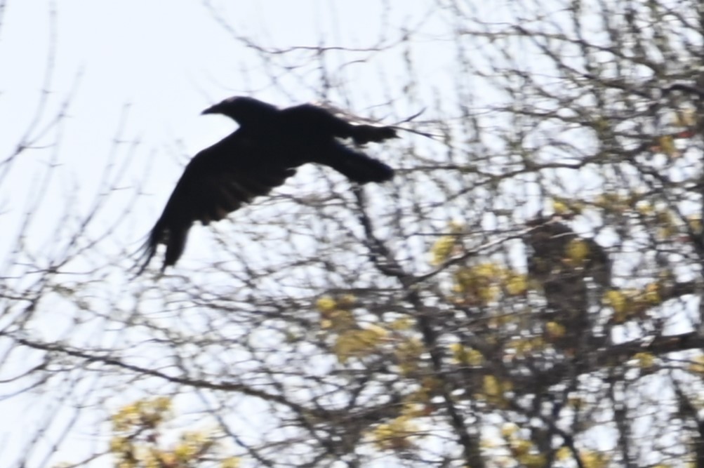 Common Raven - ML618682167