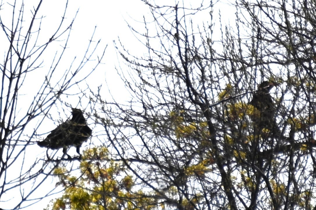 Common Raven - ML618682169