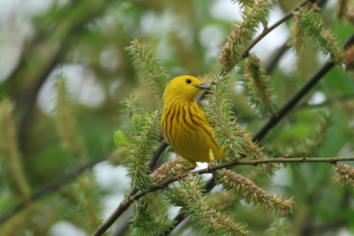 Yellow Warbler - E R