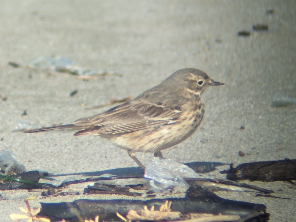 American Pipit - Daniel Farrar