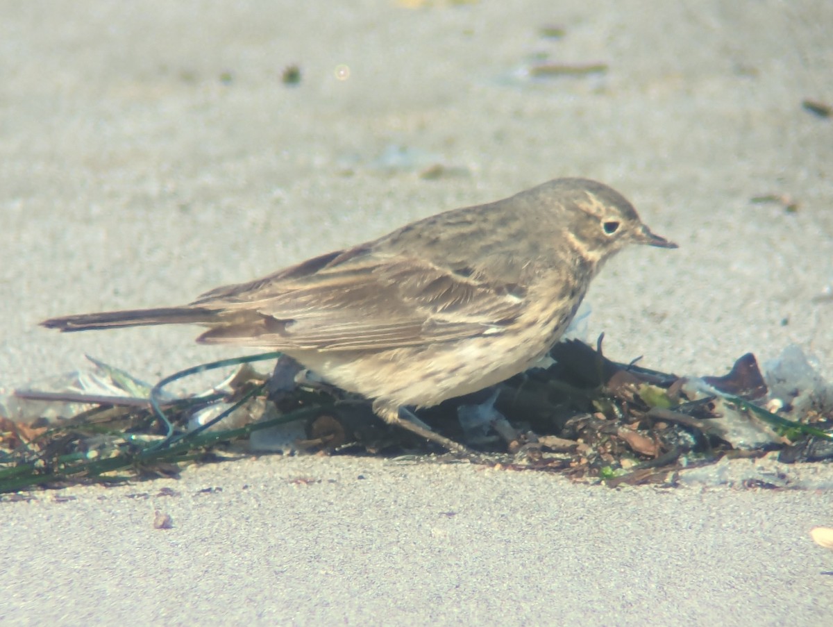 American Pipit - Daniel Farrar