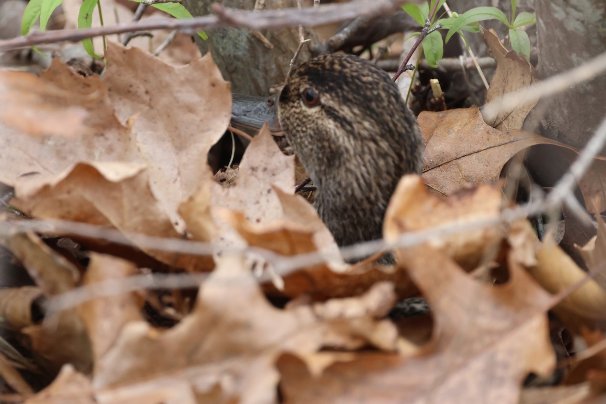 Green-winged Teal - ML618682230