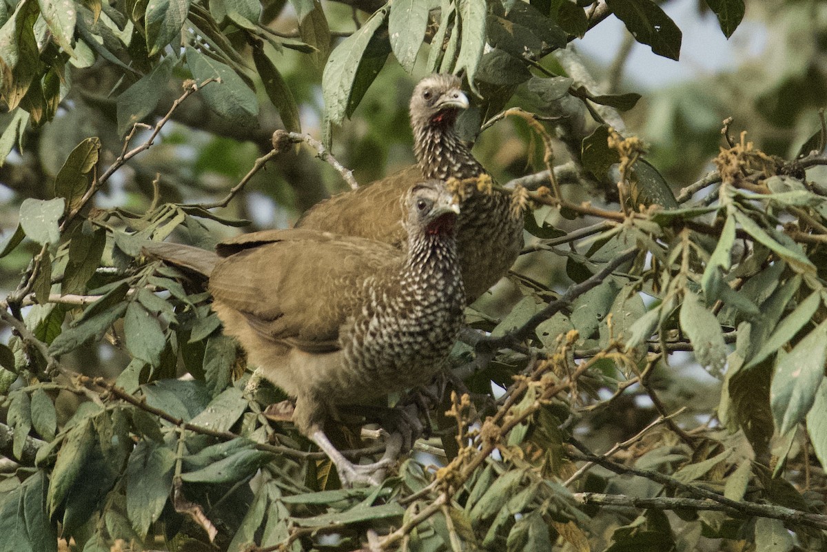 Speckled Chachalaca - Debbie Metler