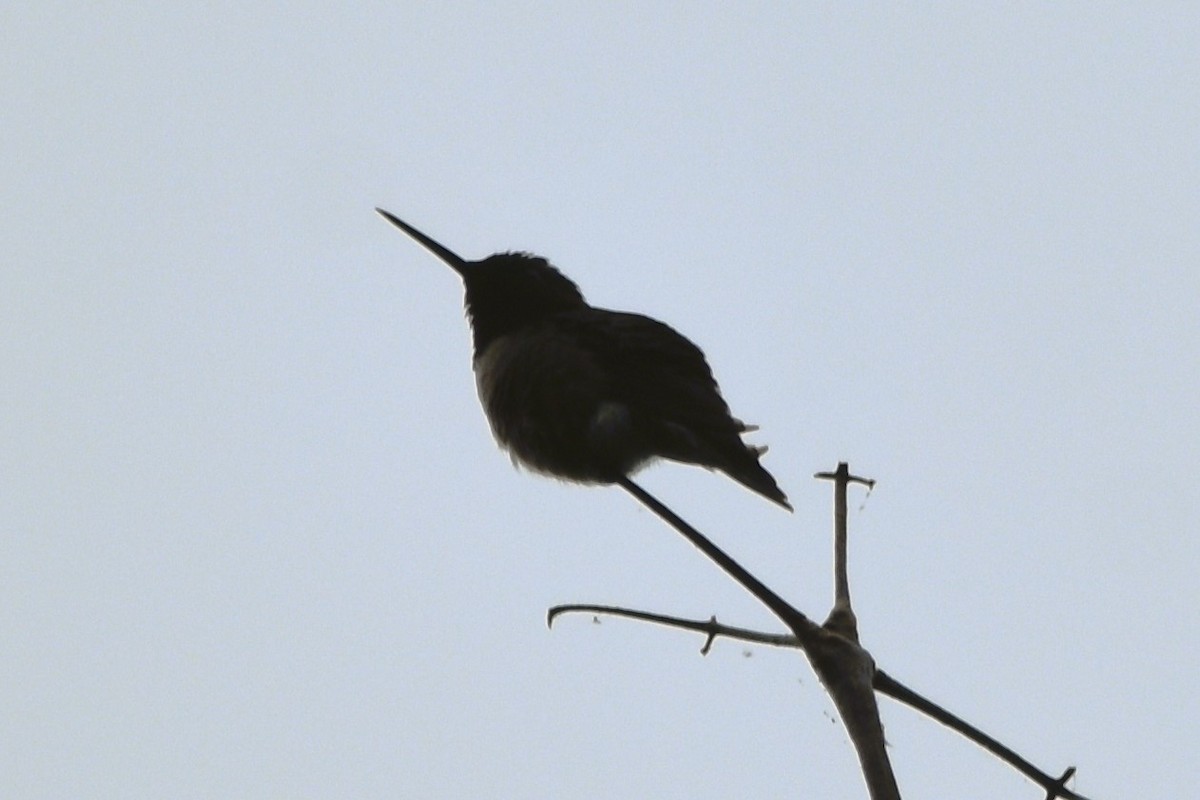 Ruby-throated Hummingbird - ML618682243