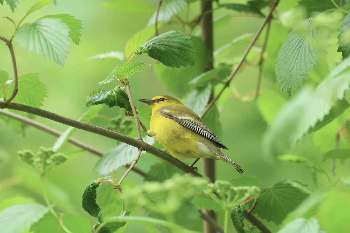 Blue-winged Warbler - ML618682289