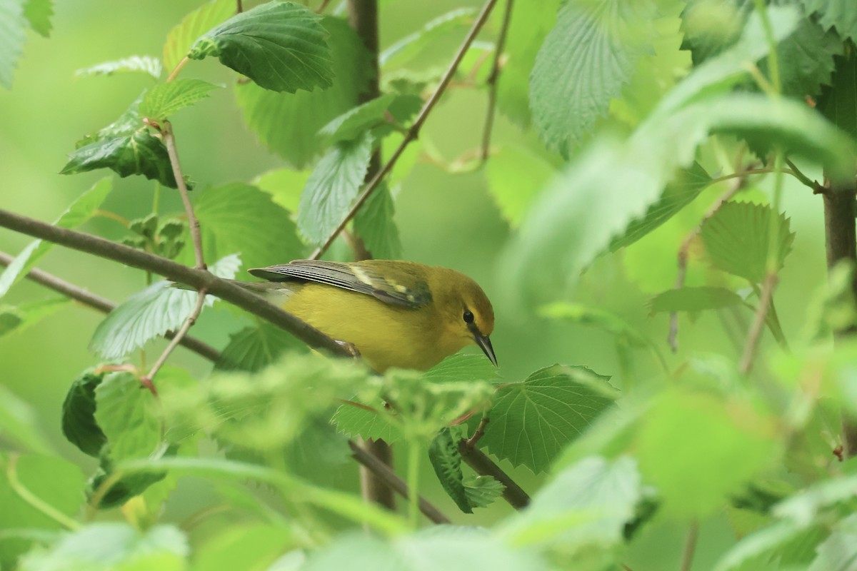 Blue-winged Warbler - ML618682290