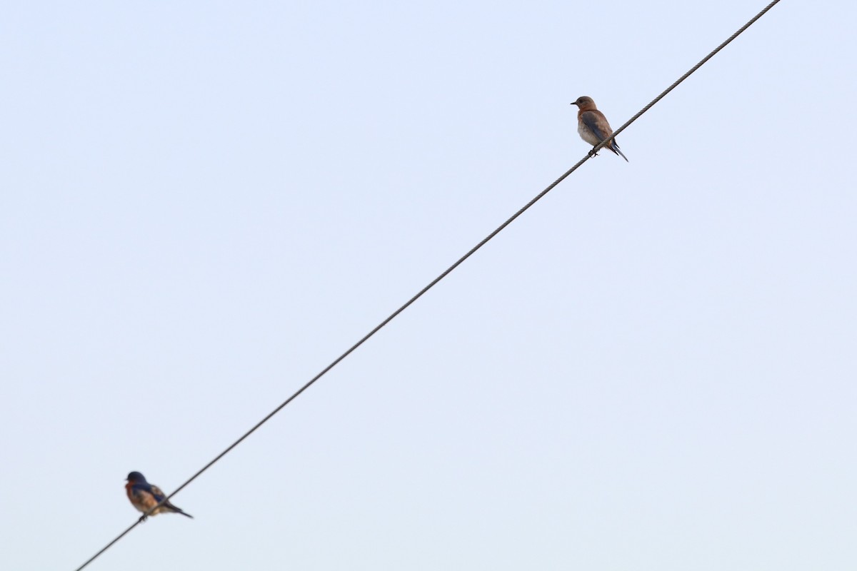 Eastern Bluebird - Matt Conn