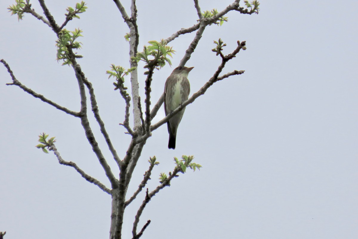 Olive-sided Flycatcher - ML618682333