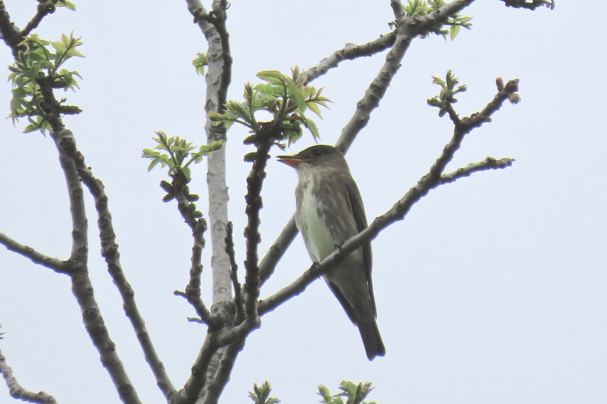 Olive-sided Flycatcher - ML618682334