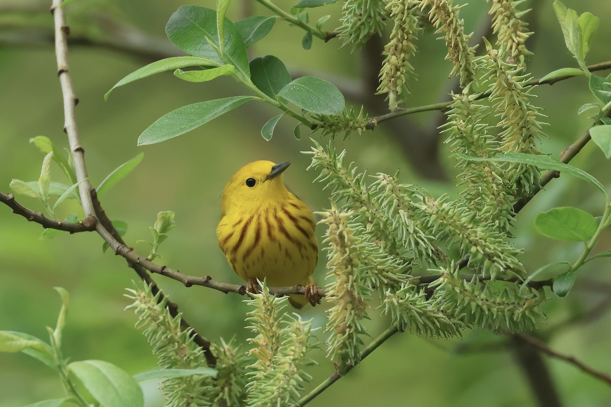 Yellow Warbler - ML618682335