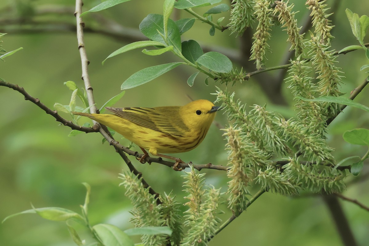 Yellow Warbler - ML618682338