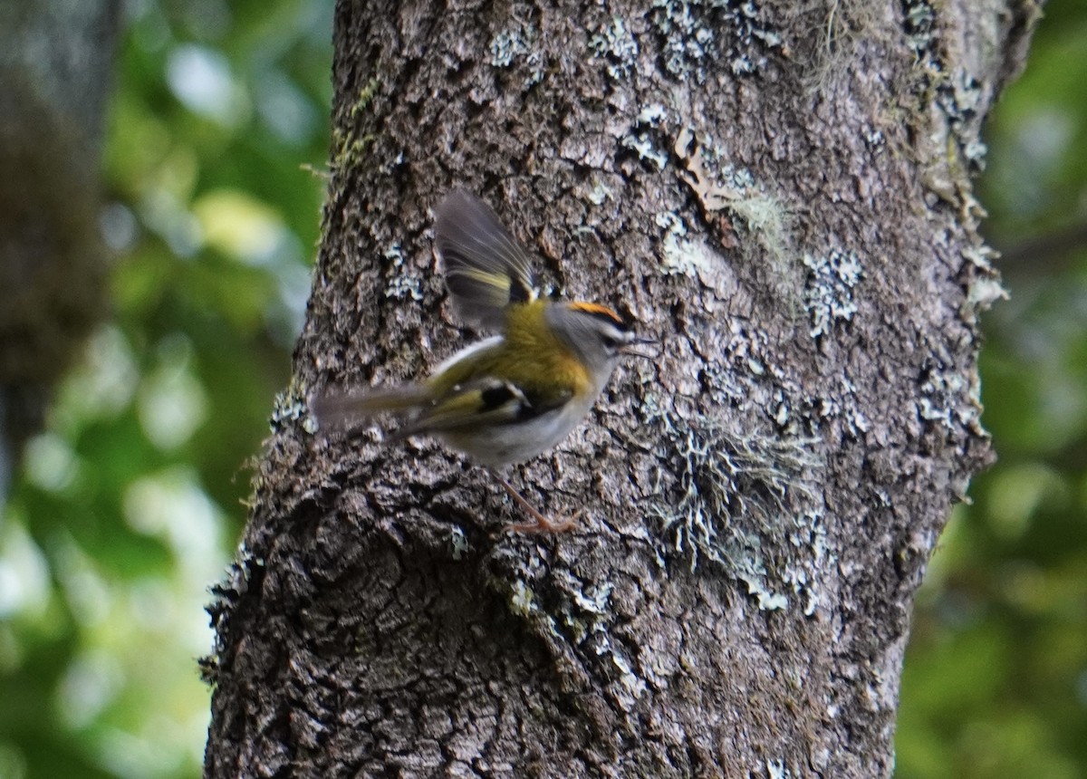 Madeira Firecrest - Jack Tordoff