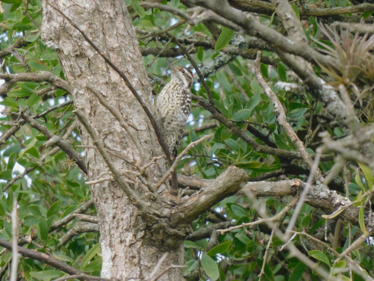 Checkered Woodpecker - ML618682372