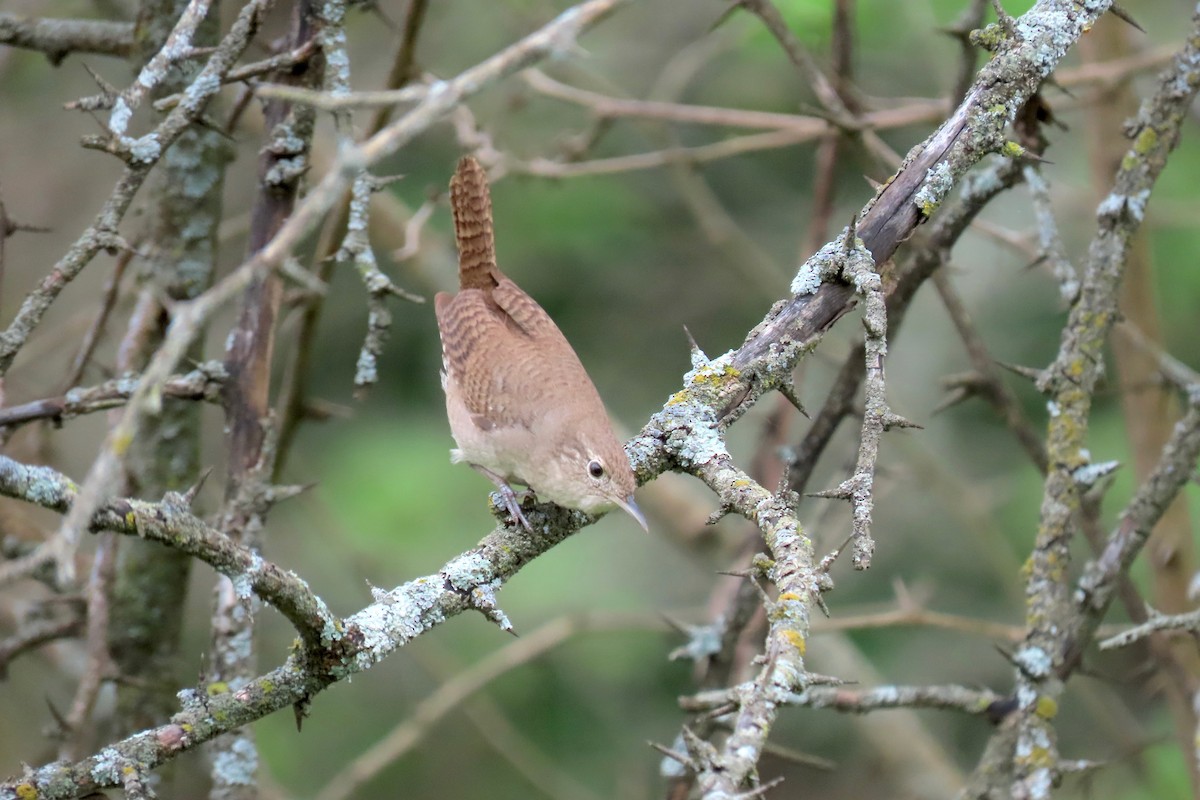 House Wren - ML618682377