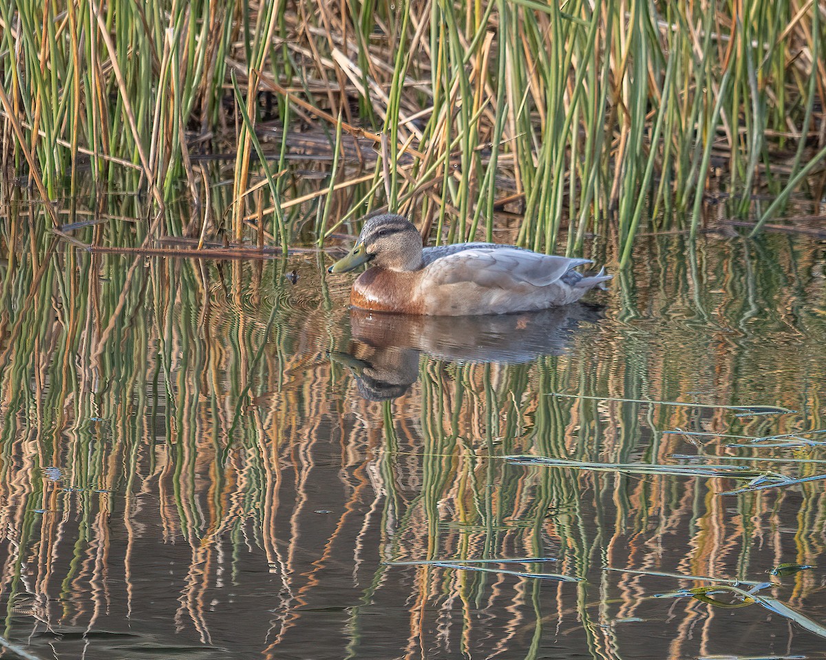 Mallard x Pacific Black Duck (hybrid) - Anne Love