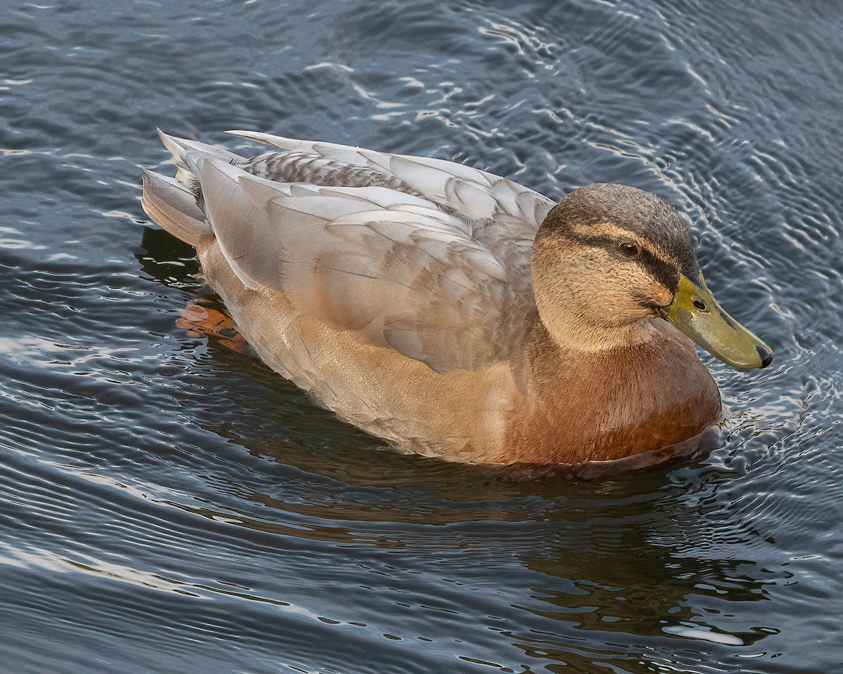 Mallard x Pacific Black Duck (hybrid) - Anne Love