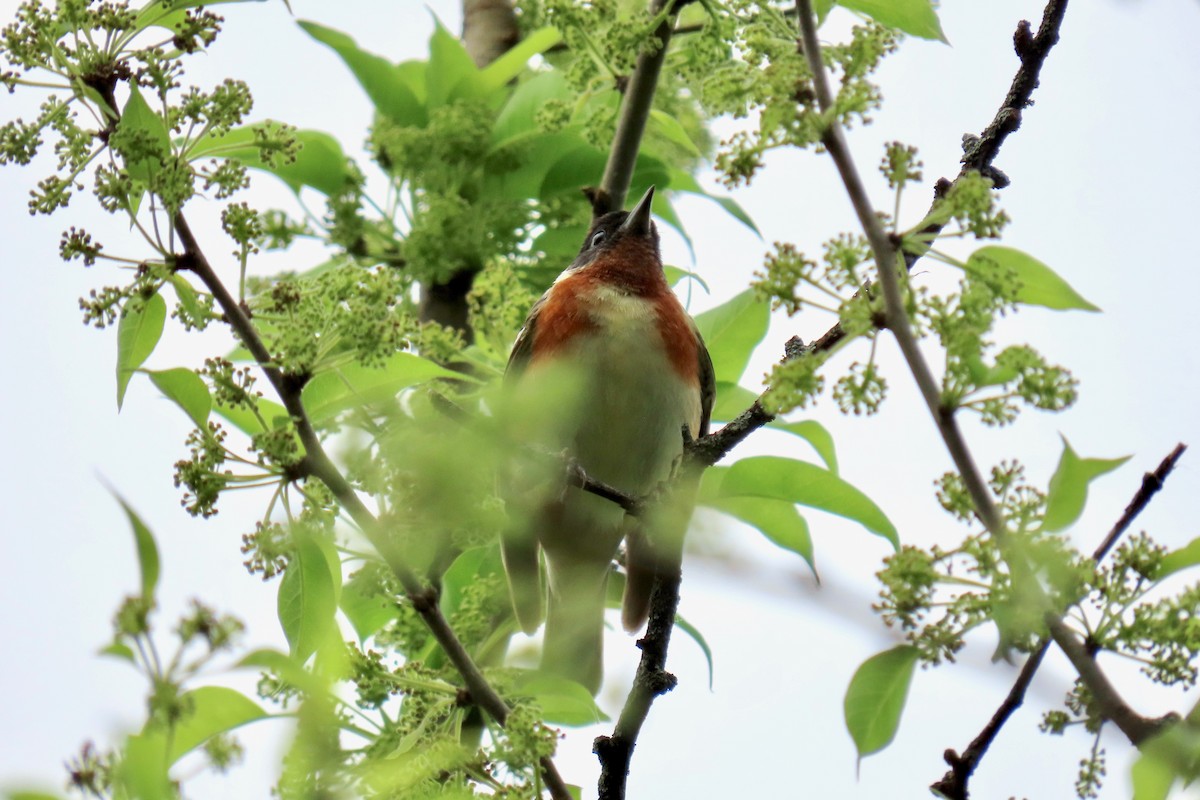 Bay-breasted Warbler - ML618682385