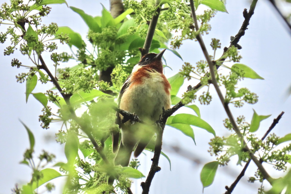 Bay-breasted Warbler - ML618682387