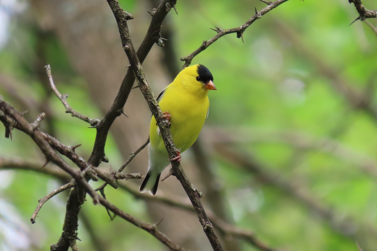 American Goldfinch - Terry Swope