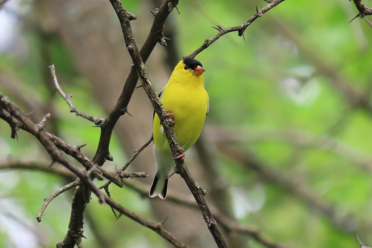 American Goldfinch - ML618682409